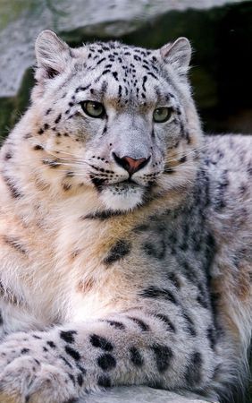 雪豹的天敌是什么动物