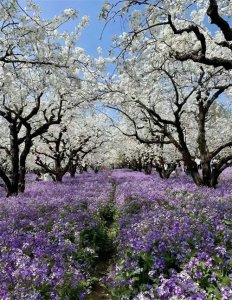​清明假期最适合踏青旅游的地方