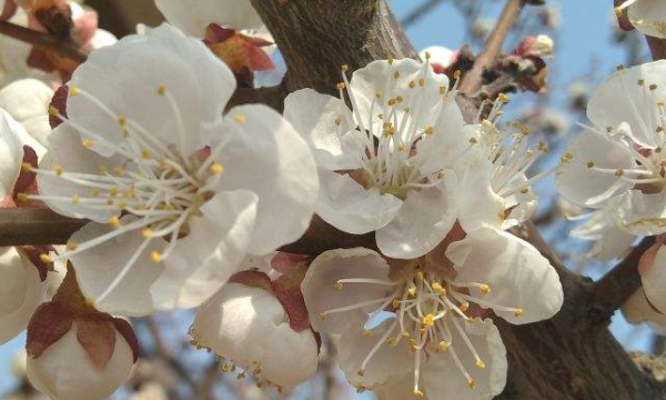 三月是什么花开的季节,三月开什么花图5