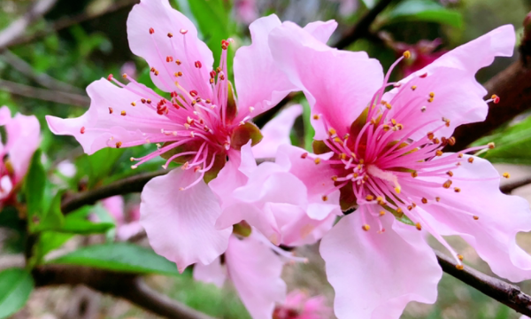 三月是什么花开的季节,三月开什么花图6