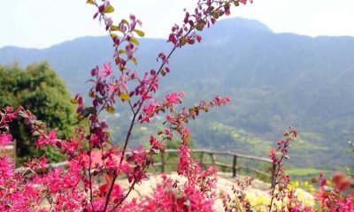 ​三月是什么花开的季节,三月开什么花