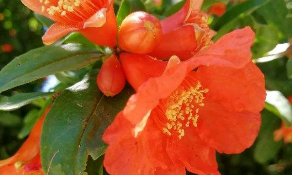 三月是什么花开的季节,三月开什么花图8