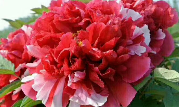 三月是什么花开的季节,三月开什么花图7