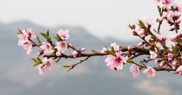 三月是什么花开的季节,三月开什么花图2