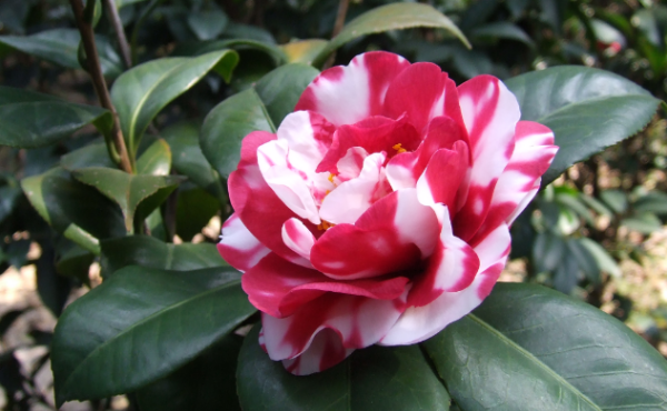 三月是什么花开的季节,三月开什么花图3