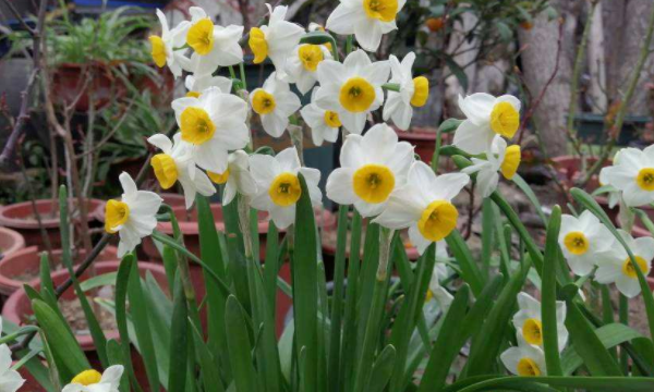 三月是什么花开的季节,三月开什么花图4