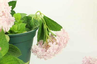 ​八仙花的施肥技巧