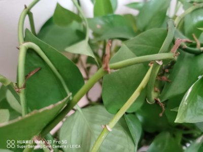 ​绿萝怎么养长得快茂密