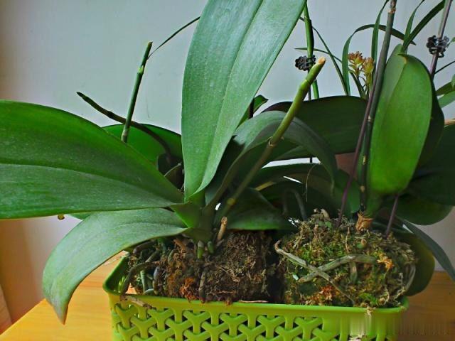 蝴蝶兰花谢后是否该修剪?老花匠教你正确方法,快来看看吧