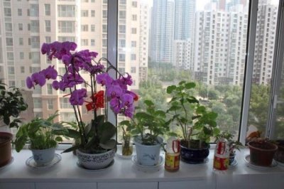 ​蝴蝶兰花谢后是否该修剪？老花匠教你正确方法，快来看看吧