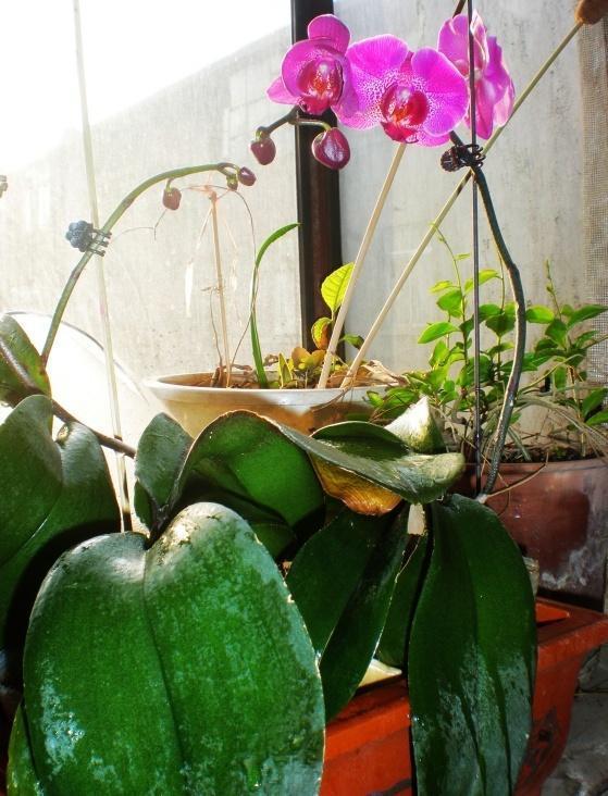 蝴蝶兰花谢后是否该修剪?老花匠教你正确方法,快来看看吧