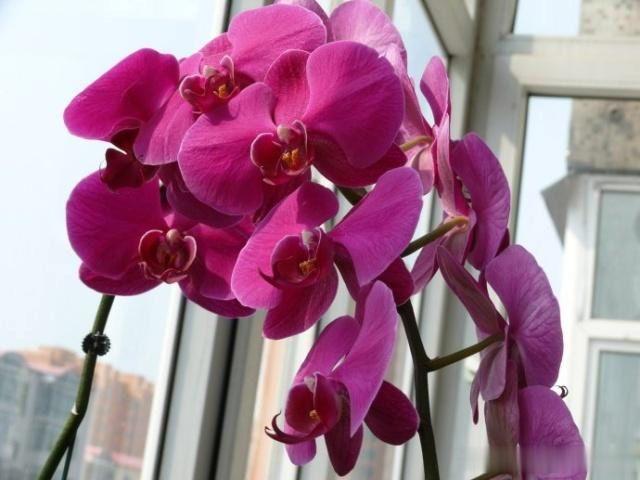 蝴蝶兰花谢后是否该修剪?老花匠教你正确方法,快来看看吧