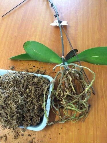 蝴蝶兰花谢后是否该修剪?老花匠教你正确方法,快来看看吧