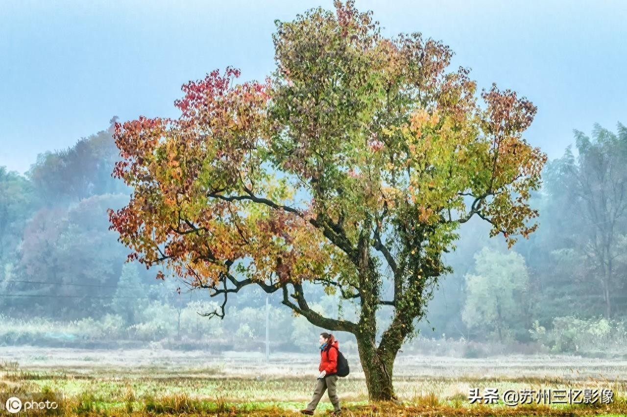 精选16株秋天最美的树，不知道有没有你喜欢的？