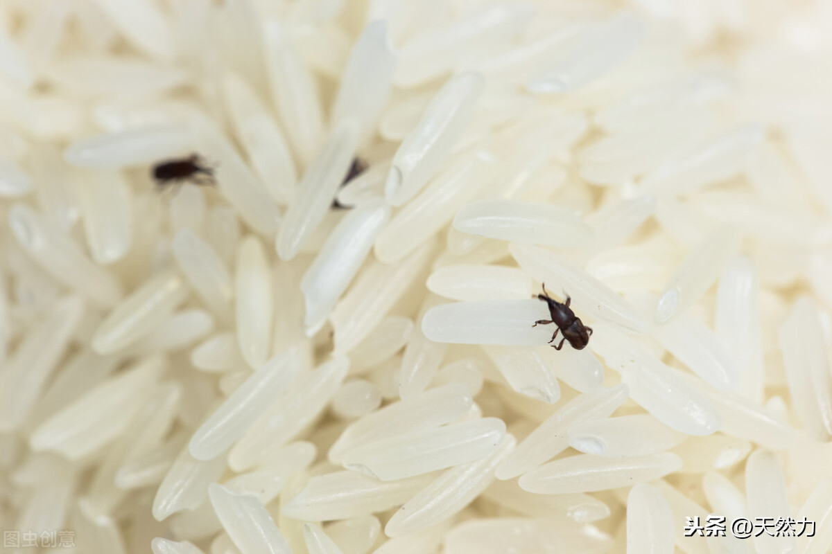 米饭 大米和水的比例（米饭和水的比例）