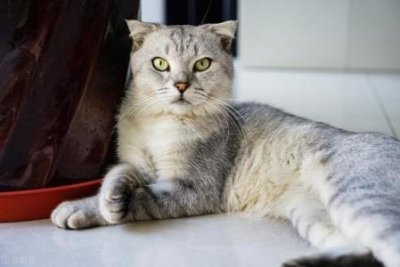 ​阿富汗犬造型图阿富汗犬多少钱一只？