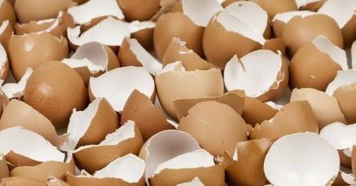 鸡蛋皮如何养花