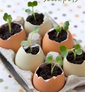 ​鸡蛋壳有什么用处，鸡蛋壳能用来做什么？