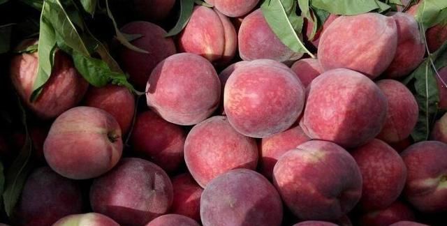 油桃的热量,一个白油桃多重?图5