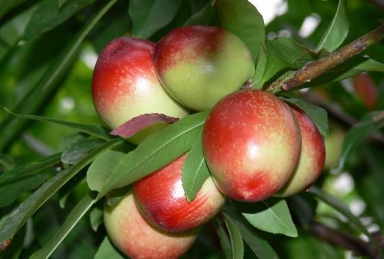 油桃的热量,一个白油桃多重?图4