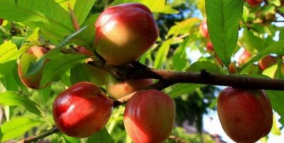 ​油桃的热量，一个白油桃多重？