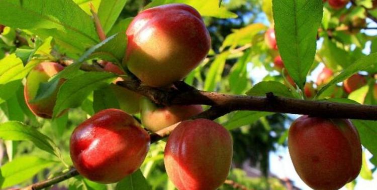 一个白油桃多重