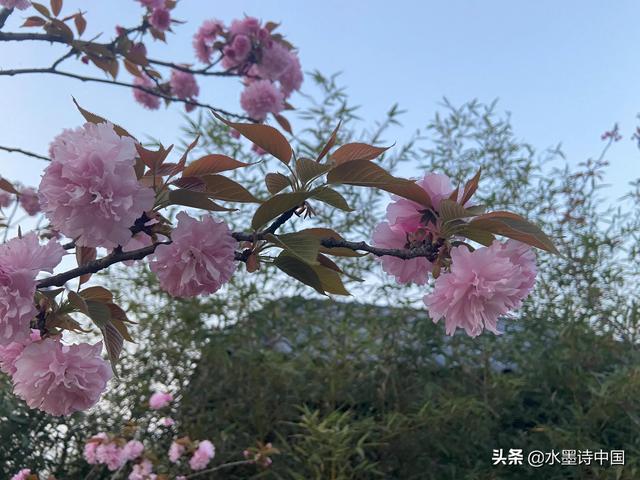 关于清明节的习俗传说简介(关于清明节来源的几个传说)(4)