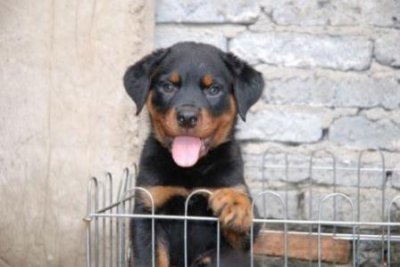 ​狗狗驱虫多大开始