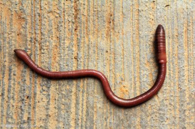 ​地龙是什么动物（地龙是什么动物-）