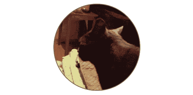 广东话为什么带英语（广东人说话夹英语）(2)