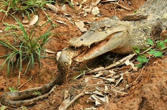 百科讲解亚马逊河（为何当地人都不敢在亚马逊河中游泳）(18)