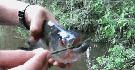 百科讲解亚马逊河（为何当地人都不敢在亚马逊河中游泳）(16)