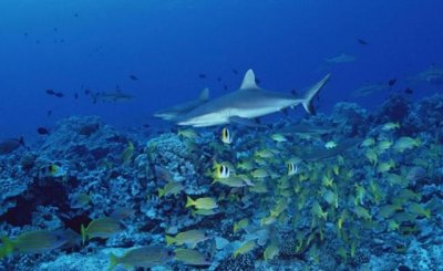 ​百科讲解亚马逊河（为何当地人都不敢在亚马逊河中游泳）