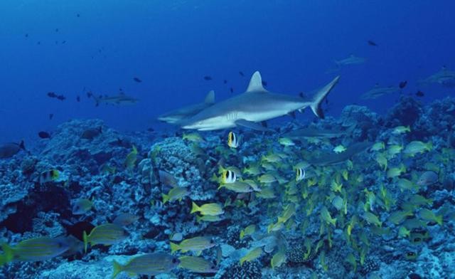 百科讲解亚马逊河（为何当地人都不敢在亚马逊河中游泳）(1)