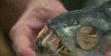 百科讲解亚马逊河（为何当地人都不敢在亚马逊河中游泳）(15)