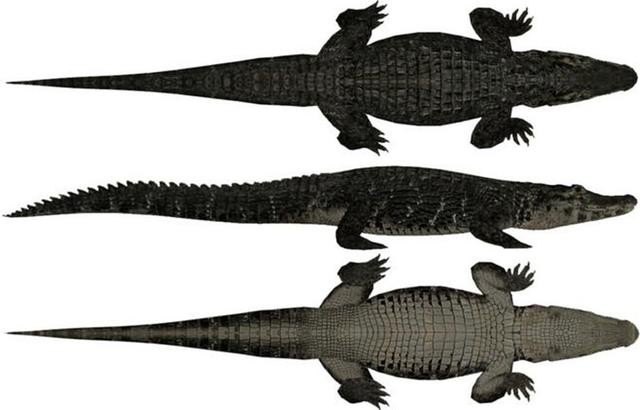 百科讲解亚马逊河（为何当地人都不敢在亚马逊河中游泳）(17)