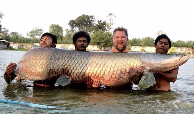 百科讲解亚马逊河（为何当地人都不敢在亚马逊河中游泳）(11)