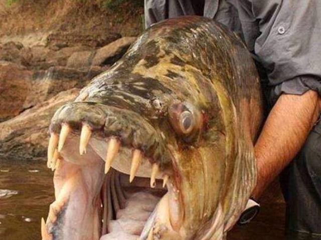 百科讲解亚马逊河（为何当地人都不敢在亚马逊河中游泳）(12)