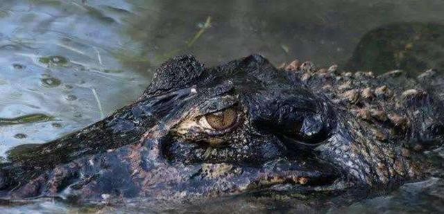 百科讲解亚马逊河（为何当地人都不敢在亚马逊河中游泳）(21)