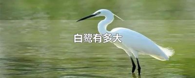 ​白鹭有多大
