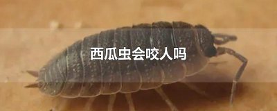 ​西瓜虫会咬人吗