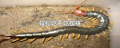 ​蜈蚣吃蜘蛛还是不吃蜘蛛 蜈蚣喜不喜欢吃蜘蛛