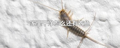 ​屋子里有衣鱼怎么办 家里发现衣鱼之后应该如何治理
