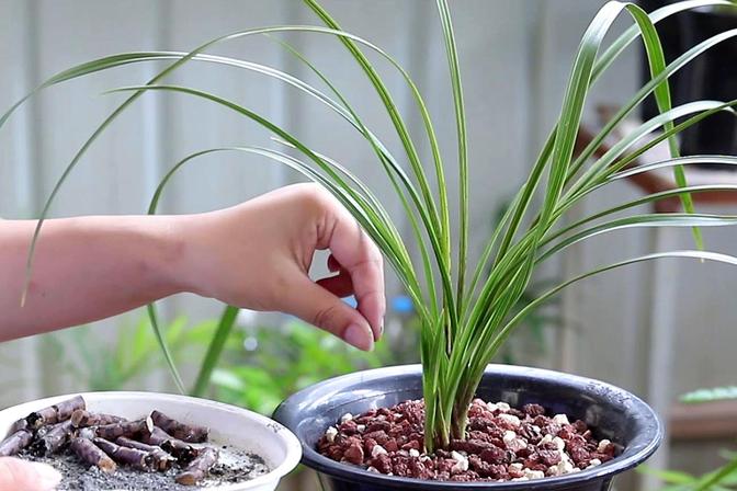 烟灰水能浇哪些花（烟灰水可以浇哪几种花）
