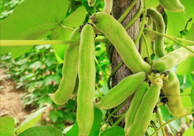 ​龙爪豆种一株一家人都够吃，很美味，但处理不好会中毒，你吃过吗