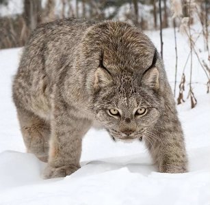 ​杀狼机器猞猁到底有多强悍？小版“百兽之王”，虎豹之下无对手