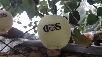 ​让人流口水的灵宝苹果