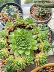 ​天南星科的观音莲竟然带有毒性？