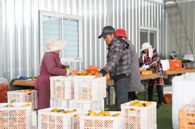 ​甜蜜来袭！“红美人”柑橘香飘丰收季