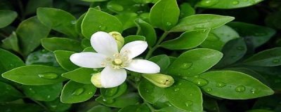 ​九里香好养吗